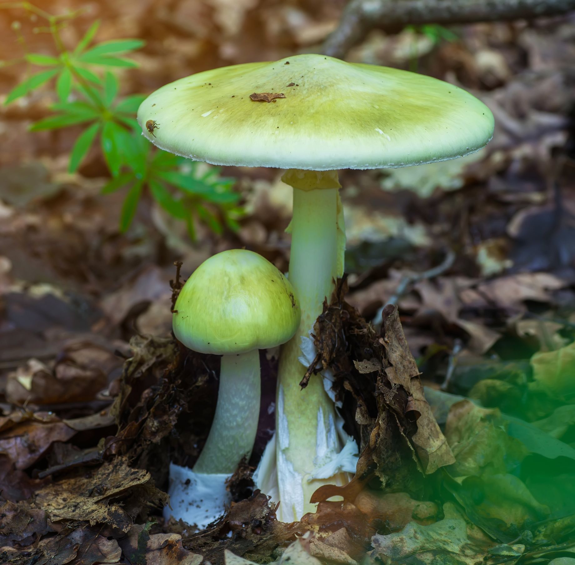 A pair of death cap mushrooms (Amanita phalloides) standing upright in a serene woodland setting, with dappled sunlight filtering through the leaves.